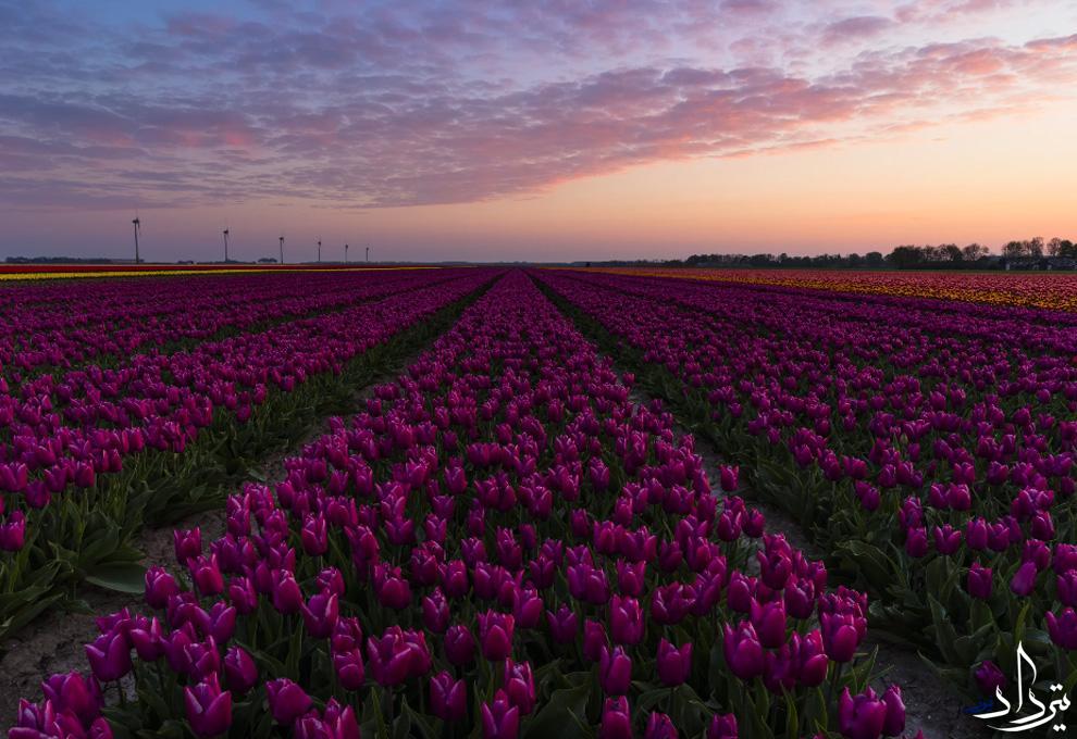 تصویر مزرعه گل در هلند
