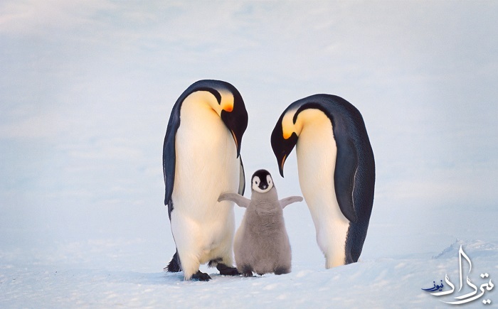 آیا پنگوئن‌ها هم عاشق می‌شوند